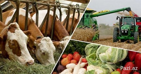 Плачевное состояние сельхоза в Азербайджане